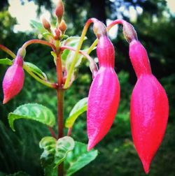 Close-up of red flower