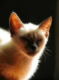 Close-up of cat