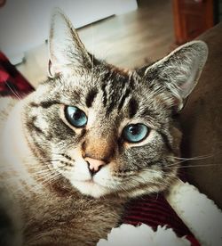 Close-up portrait of tabby cat