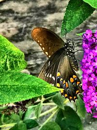 Close-up of butterfly perching on leaf