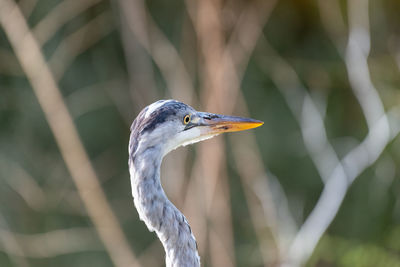 Close-up of a grey heron