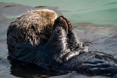 Sea otter wrapped in kelp floating on the water while rubbing its mittens