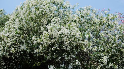 Blossoming tree