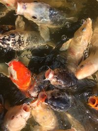 Close-up of fish in water