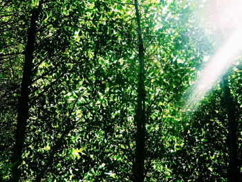 Low angle view of trees in forest