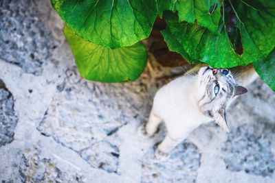 Cat on leaf