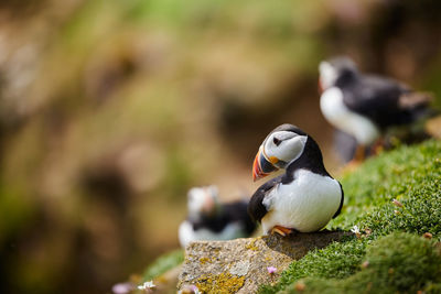 Puffin birds on the saltee islands in ireland, fratercula arctica