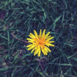 Close-up of yellow flower blooming in field