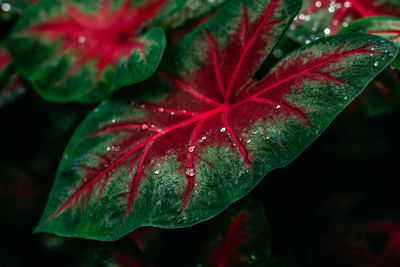 Close-up of wet red leaves