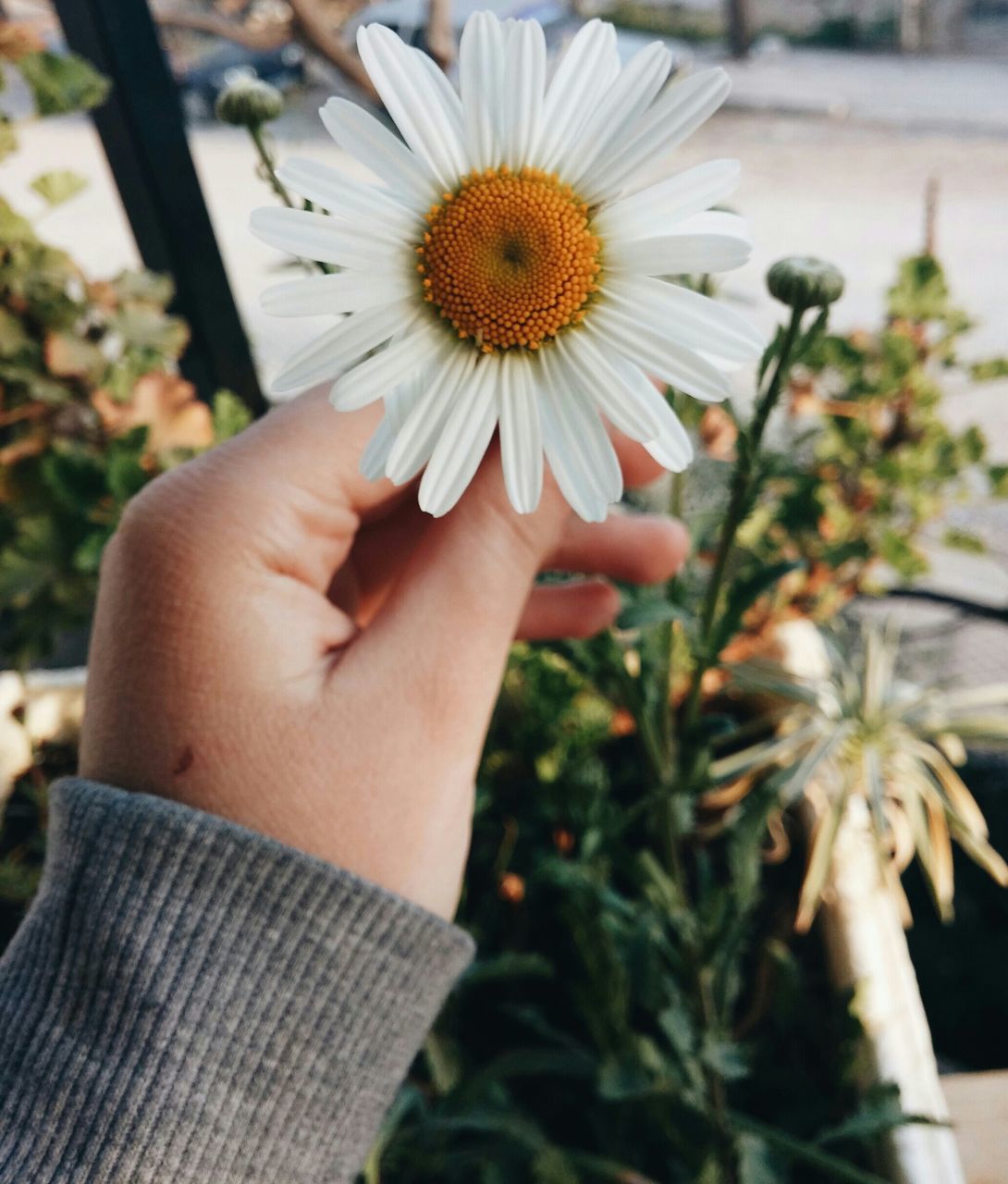 flower, person, fragility, freshness, petal, flower head, holding, focus on foreground, close-up, daisy, part of, single flower, beauty in nature, growth, lifestyles, pollen, plant