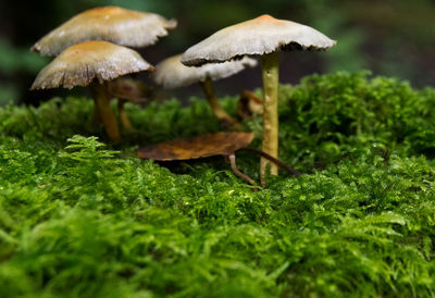 Mushrooms and moss growing at forest