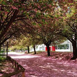 Footpath in park