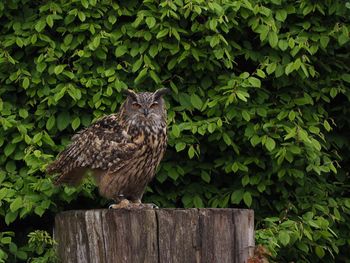 Bird perching on a tree