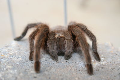 Close-up of spider