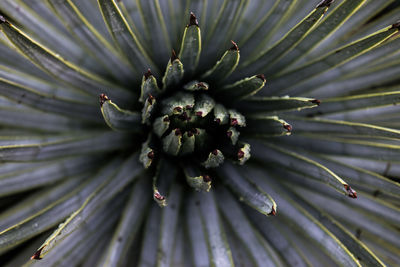 Full frame shot of flower head