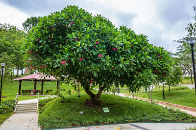 View of flowering plants in garden