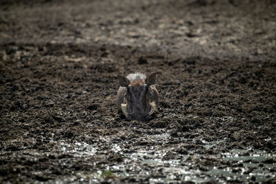 Common warthog lies in mud facing camera