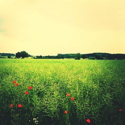 Plants growing on field