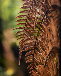 Close-up of wet plant