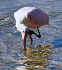 Bird in water