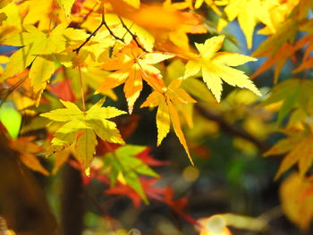 Close-up of yellow maple leaves on tree