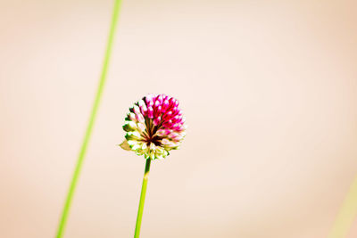 Close-up of pink flowering plant