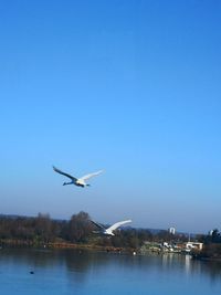 Seagull flying over the sky