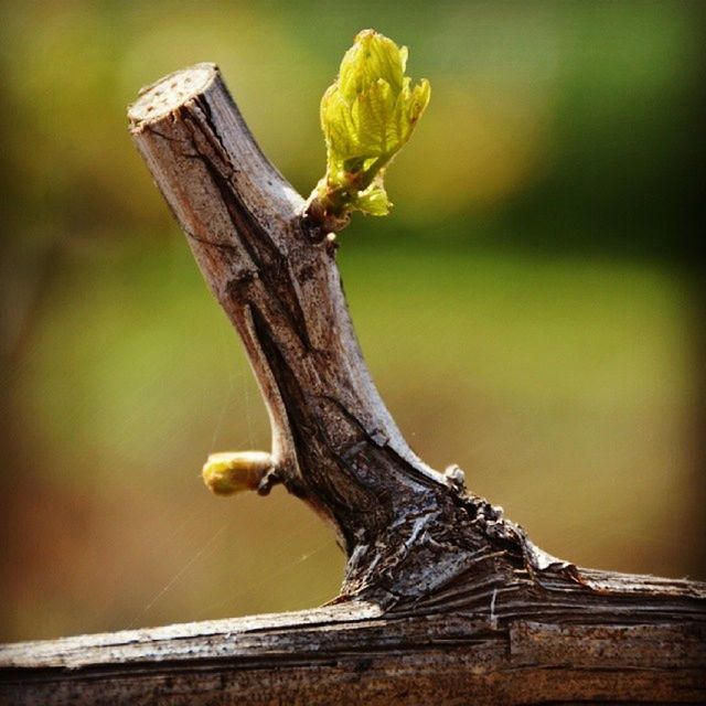 animals in the wild, one animal, animal themes, wildlife, focus on foreground, branch, close-up, nature, wood - material, insect, tree trunk, tree, full length, day, outdoors, side view, twig, no people, lizard, stem