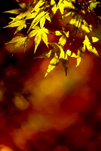 Close-up of maple leaves