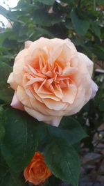 Close-up of rose blooming outdoors