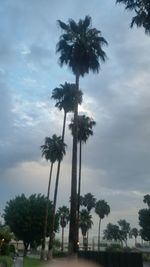 Low angle view of palm trees against cloudy sky