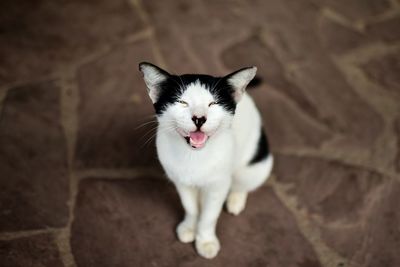 Portrait of white cat