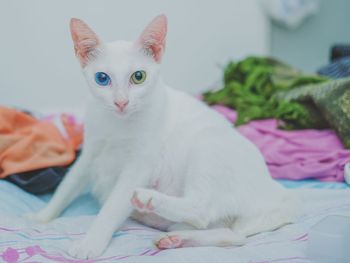 Close-up portrait of a cat