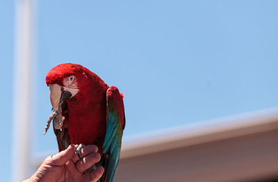 Green wing macaw parrot bird ara chloropterus with red, green and blue feathers