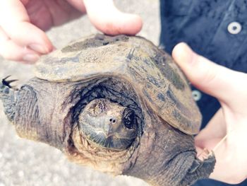 Close-up of human hand holding turtle