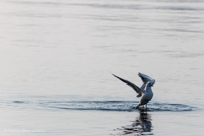 Bird flying over sea