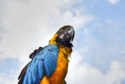 Low angle view of gold and blue macaw against sky