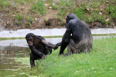 Close up of two chimpanzees