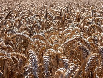 Close-up of plants growing in field