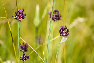 Close-up of purple flowers blooming outdoors