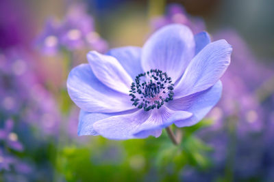 Close-up of purple flowering plant