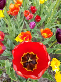 Close-up of poppies blooming outdoors
