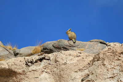 Low angle view of animal on rock against clear blue sky