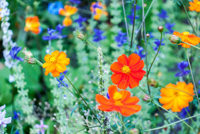 Close-up of purple flowering plants on field