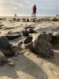 Surface level of rocks on beach against sky