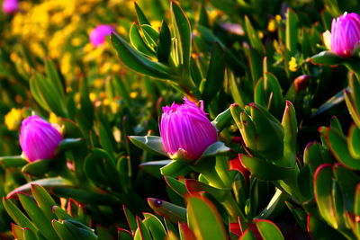 Close-up of pink flowering plant