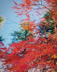Low angle view of maple tree against sky