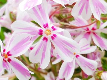 Close-up of pink flower