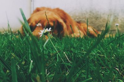 Close-up of grass growing on grassy field