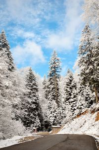 Snow covered road by trees against sky